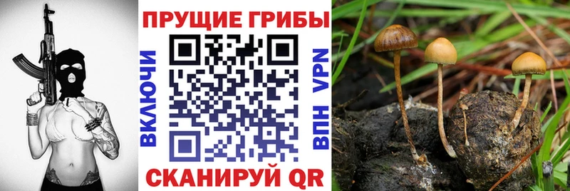 Псилоцибиновые грибы Cubensis Тверь